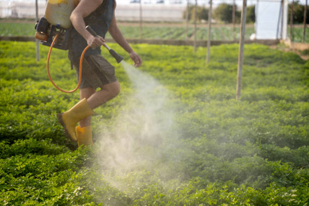 Best Wasp Removal Services  in Thiells, NY