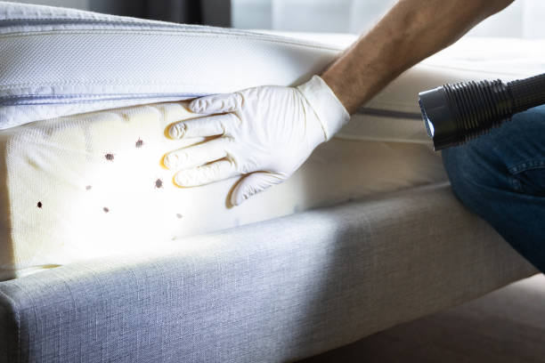 Best Pest Control Near Me  in Thiells, NY