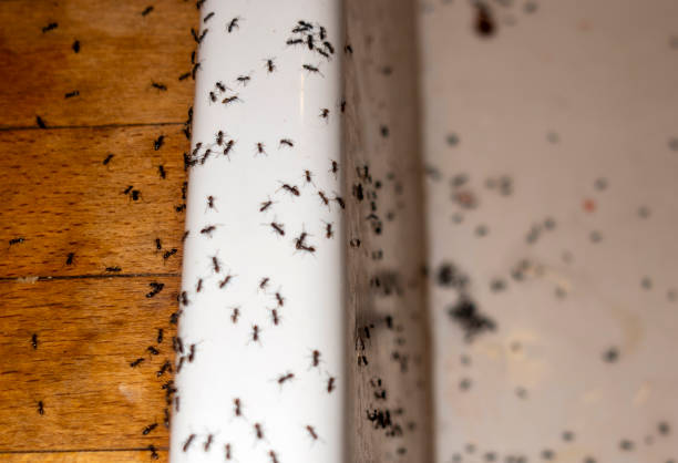 Best Ant Control Services  in Thiells, NY