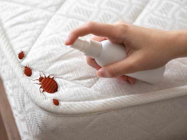 Best Mosquito Control Services  in Thiells, NY