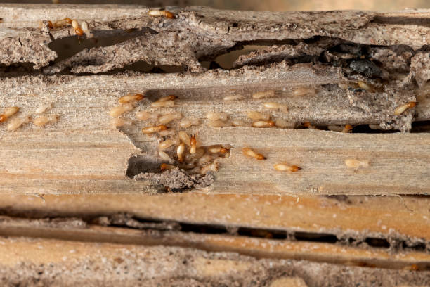 Professional Pest Control in Thiells, NY
